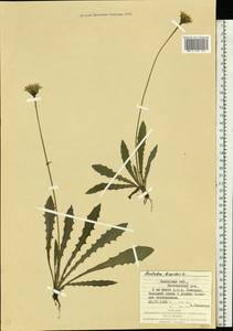 Leontodon hispidus L., Eastern Europe, West Ukrainian region (E13) (Ukraine)