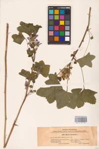 Malva sylvestris L., Eastern Europe, North Ukrainian region (E11) (Ukraine)