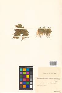 Salvinia natans (L.) All., Eastern Europe, Lower Volga region (E9) (Russia)