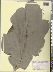 Heracleum leskovii Grossh., Caucasus, Black Sea Shore (from Novorossiysk to Adler) (K3) (Russia)