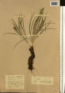 Pseudopodospermum molle (M. Bieb.) Kuth., Eastern Europe, Lower Volga region (E9) (Russia)