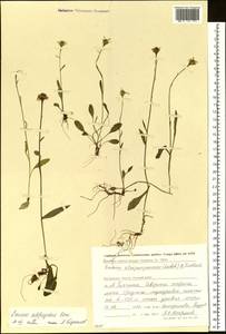 Tephroseris subfrigida (Kom.) Holub, Siberia, Chukotka & Kamchatka (S7) (Russia)