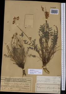 Hedysarum schellianum Knjaz., Middle Asia, Muyunkumy, Balkhash & Betpak-Dala (M9) (Kazakhstan)