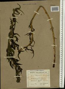 Lithospermum officinale L., Eastern Europe, North Ukrainian region (E11) (Ukraine)