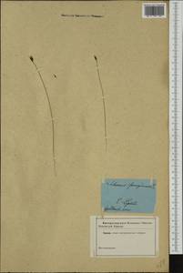 Schoenus ferrugineus L., Western Europe (EUR) (Not classified)