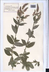 Mentha, Middle Asia, Northern & Central Tian Shan (M4) (Kyrgyzstan)