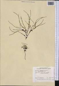 Equisetum variegatum Schleich., America (AMER) (Canada)