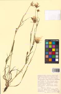 Tragopogon dasyrhynchus Artemczuk, Eastern Europe, Lower Volga region (E9) (Russia)