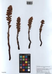 Orobanche cumana Wallr., Siberia, Altai & Sayany Mountains (S2) (Russia)