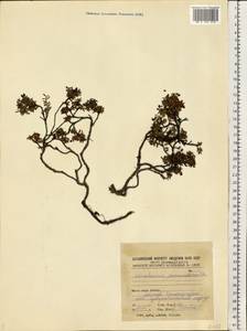 Kalmia procumbens (L.) Gift, Kron & P. F. Stevens, Eastern Europe, Northern region (E1) (Russia)