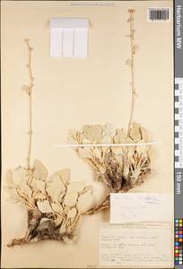 Pentanema verbascifolium subsp. candida (Ledeb.), South Asia, South Asia (Asia outside ex-Soviet states and Mongolia) (ASIA) (Turkey)