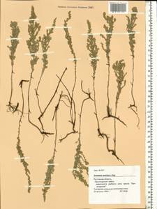 Artemisia austriaca Jacq., Eastern Europe, Rostov Oblast (E12a) (Russia)