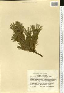 Pinus pumila (Parl.) Regel, Siberia, Russian Far East (S6) (Russia)