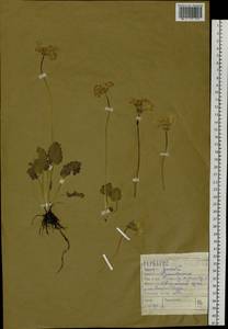 Primula cortusoides L., Siberia, Altai & Sayany Mountains (S2) (Russia)