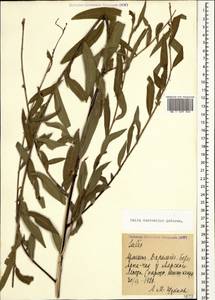 Salix excelsa J.F.Gmel., Caucasus, Armenia (K5) (Armenia)