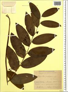Polygonatum multiflorum (L.) All., Caucasus, Krasnodar Krai & Adygea (K1a) (Russia)