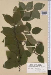 Betula alleghaniensis Britton, Botanic gardens and arboreta (GARD) (Russia)