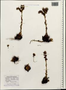 Sempervivum caucasicum Rupr. ex Boiss., Caucasus, Krasnodar Krai & Adygea (K1a) (Russia)