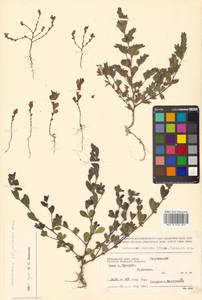 Kummerowia striata (Thunb.) Schindl., Siberia, Russian Far East (S6) (Russia)