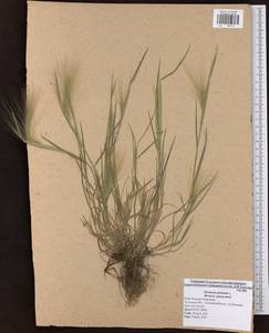 Hordeum jubatum L., Eastern Europe, Central region (E4) (Russia)