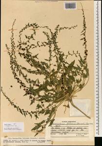 Blitum virgatum subsp. virgatum, South Asia, South Asia (Asia outside ex-Soviet states and Mongolia) (ASIA) (Afghanistan)