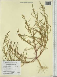Corispermum nitidum Kit. ex Schult., Western Europe (EUR) (Bulgaria)