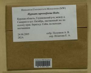 Hypnum cupressiforme Hedw., Bryophytes, Bryophytes - Central forest-and-steppe region (B10) (Russia)