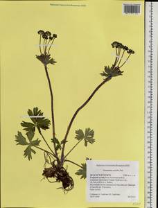 Anemonastrum narcissiflorum subsp. crinitum (Juz.) Raus, Siberia, Altai & Sayany Mountains (S2) (Russia)