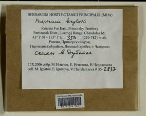 Podperaea krylovii (Podp.) Z. Iwats. & Glime, Bryophytes, Bryophytes - Russian Far East (excl. Chukotka & Kamchatka) (B20) (Russia)