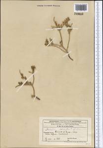 Arnebia decumbens (Vent.) Coss. & Kralik, Middle Asia, Western Tian Shan & Karatau (M3) (Kyrgyzstan)