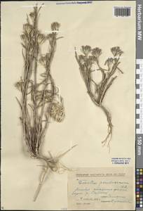Dianthus pseudarmeria M. Bieb., Eastern Europe, North Ukrainian region (E11) (Ukraine)