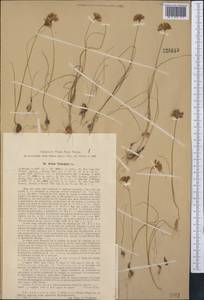 Allium griffithianum Boiss., Middle Asia, Western Tian Shan & Karatau (M3) (Tajikistan)