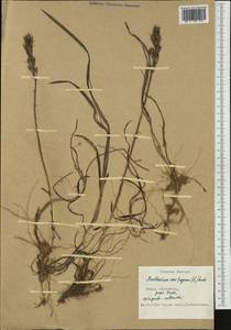 Narthecium ossifragum (L.) Huds., Western Europe (EUR) (Denmark)