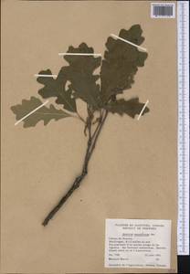 Quercus macrocarpa Michx., America (AMER) (Canada)