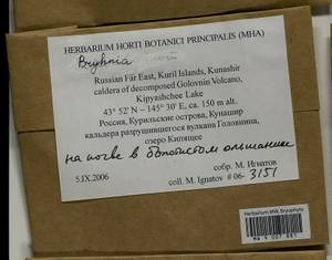 Bryhnia, Bryophytes, Bryophytes - Russian Far East (excl. Chukotka & Kamchatka) (B20) (Russia)