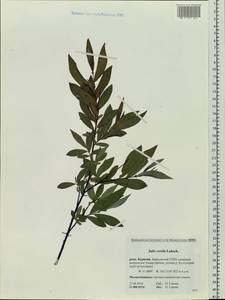 Salix rorida Lacksch., Siberia, Baikal & Transbaikal region (S4) (Russia)