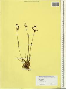 Luzula multiflora (Ehrh.) Lej., Caucasus, Krasnodar Krai & Adygea (K1a) (Russia)