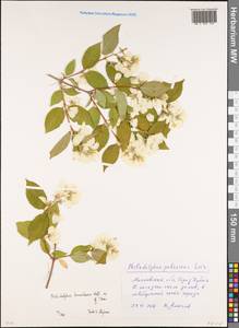 Philadelphus tomentosus Wall., Eastern Europe, Moscow region (E4a) (Russia)