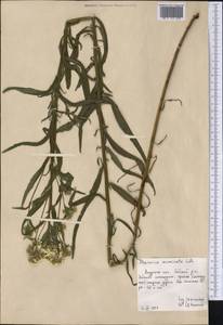 Achillea acuminata (Ledeb.) Sch. Bip., Siberia, Russian Far East (S6) (Russia)