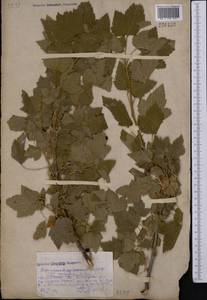 Ribes nigrum L., Middle Asia, Northern & Central Kazakhstan (M10) (Kazakhstan)