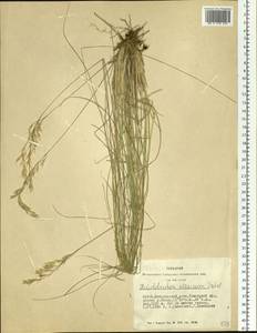 Helictotrichon desertorum (Less.) Pilg., Siberia, Altai & Sayany Mountains (S2) (Russia)