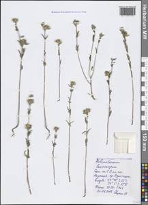 Helianthemum ledifolium subsp. lasiocarpum (Jacques & Hérincq) Nyman, Crimea (KRYM) (Russia)