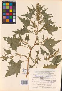 Oxybasis rubra (L.) S. Fuentes, Uotila & Borsch, Eastern Europe, Central region (E4) (Russia)