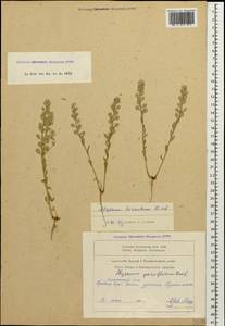 Alyssum hirsutum M. Bieb., Caucasus, Armenia (K5) (Armenia)