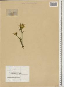 Centaurea iberica Trevis. ex Spreng., Caucasus, Azerbaijan (K6) (Azerbaijan)