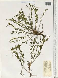 Polygala sibirica L., Eastern Europe, Middle Volga region (E8) (Russia)