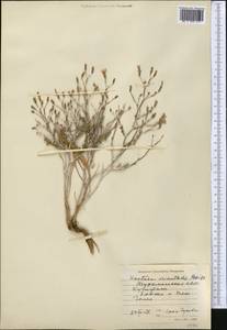 Lactuca orientalis subsp. orientalis, Middle Asia, Pamir & Pamiro-Alai (M2) (Turkmenistan)