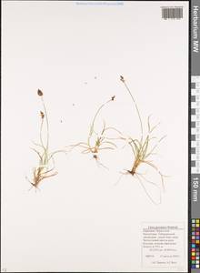 Carex pyrenaica subsp. micropodioides (V.I.Krecz.) Chandjian, Caucasus, Stavropol Krai, Karachay-Cherkessia & Kabardino-Balkaria (K1b) (Russia)