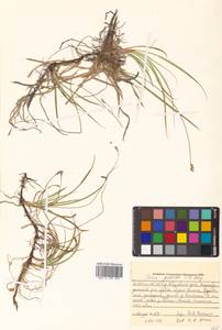 Carex accrescens Ohwi, Siberia, Russian Far East (S6) (Russia)