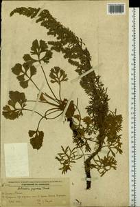 Artemisia japonica Thunb., Siberia, Russian Far East (S6) (Russia)